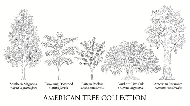 : Very beautiful black and white realistic vector collection featuring five separate American trees: Southern Magnolia, Flowering Dogwood, Eastern Redbud, Southern Live Oak, and American Sycamore, eac