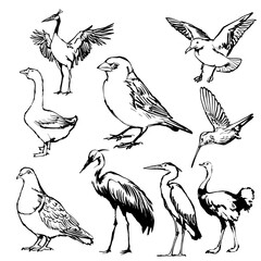Fototapeta premium Comprehensive vector line art set of various wild birds including crane, goose, sparrow, pigeon, heron, ostrich, and flying seagull.