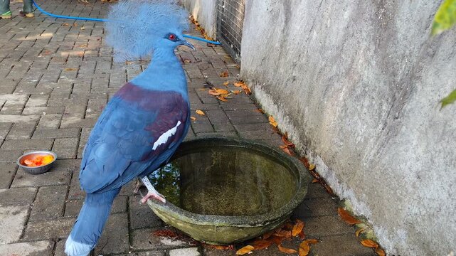 Ubiaat Mambruk Bird (Goura cristata) is an animal endemic to Papua, Indonesia. This bird species has beautiful blue plumage.The Victoria crowned pigeon drinks the water available in the enclosure.