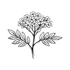 Obraz premium PNG Minimalist botanical line art