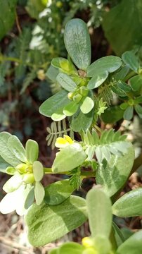 Fresh green purslane plant leaves close up in summer garden