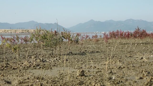 Tidal Flat Mudflat Landscape Coastal Island Horizon Nature Sea Korea 갯벌 진흙갯벌 갯벌풍경 연안 섬 지평선 수평선 해안풍경 자연 한국