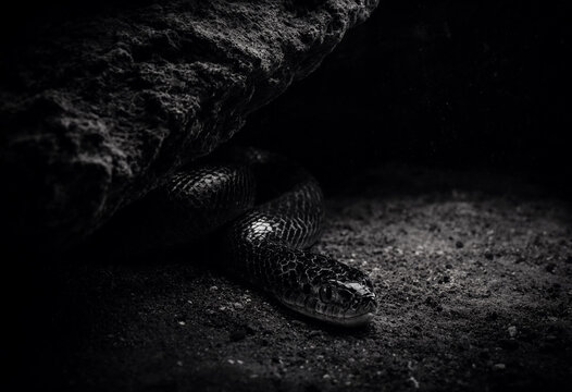 Dramatic black and white close-up of a dark snake slithering from under a textured rock in the shadow, moody wildlife portrait
