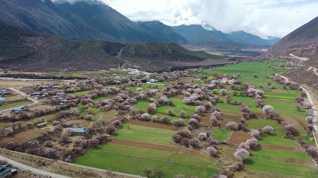 Aerial View of Peach Blossom in Pomei, Tibet, China