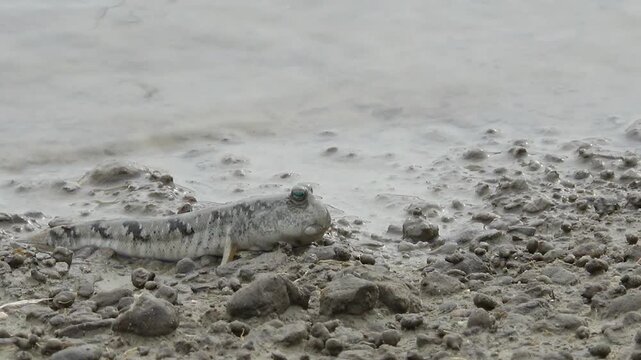 Goby Fish Mud Goby Tidal Flat Mudflat Marine Life Wildlife Korea 망둑어 망둥어 문절망둑 갯벌망둑 갯벌 갯벌생물 해양생물 야생동물 서해안갯벌 한국