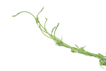 Tangled green vine tendrils and climbing stems isolated on png background space © BEST