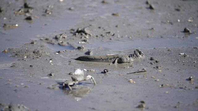 Mudskipper Mudskipper Fish Blue Spotted Mudskipper Tidal Flat Mudflat Marine Life Wildlife Korea 짱뚱어 짱뚱어물고기 갯벌짱뚱어 갯벌 갯벌생물 해양생물 야생동물 서해안갯벌 한국