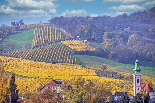 St. George's Church Tower and Golden Vineyards of Kahlenbergerdorf in Vienna, Austria