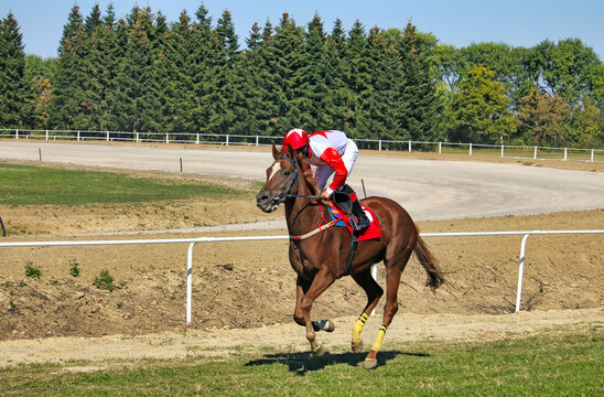 Thoroughbred Horse and Jockey Sprinting on a Racetrack