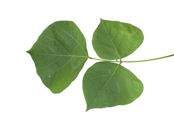Fresh trifoliate green bean leaves on png background for agricultural studies © BEST
