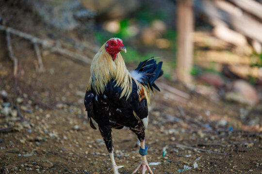 Alert domestic rooster looks directly ahead, its red comb and golden hackle catching soft morning light.