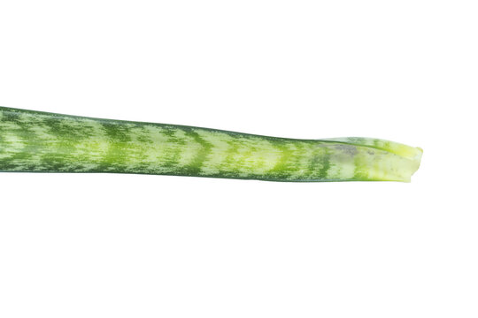 Curving snake plant leaf tip on png background for digital botanical rendering