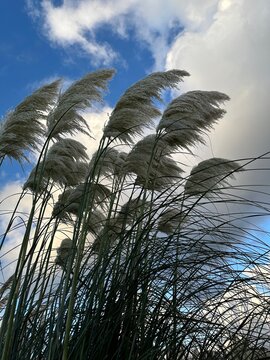 Silver pampas grass bending in a cool strong wind against a contrasting blue sky and bright clouds.