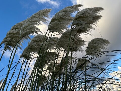 Silver pampas grass swaying in the wind against a vivid blue sky and bright clouds, creating a cool and fresh natural atmosphere.
