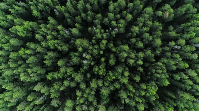 Aerial top view dense green pine forest in summer. natural background of evergreen woodland with lush treetops, scenic wilderness landscape, ecology, environment, sustainability. Woods Jungle wildlife