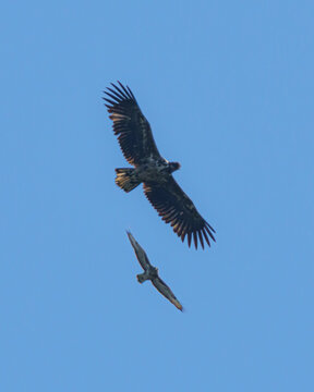 A large eagle and buzzard flying togerther in a clear blue sky.