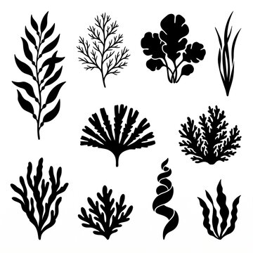 Professional Collection of Marine Seaweed Silhouettes and Underwater Plant Icons; a Diverse Set of Black Algae, Kelp, and Aquatic Flora Elements for Nautical Graphic Design and Ocean Branding.