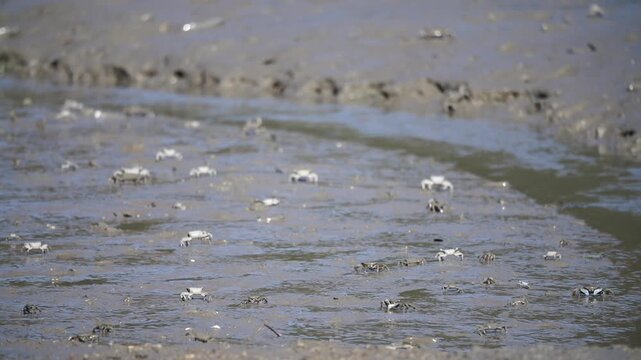 Egret Heron White Egret Tidal Flat Wetland Marine Life Wildlife Korea 백로 중대백로 쇠백로 갯벌 습지 해양생물 야생동물 한국