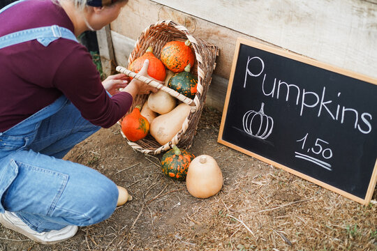 Female farmer working outdoor picking up autumn vegetables - Caucasian woman selling fresh organic pumpkins - Small business and fall lifestyle concept - Focus on gourd box - UGC content