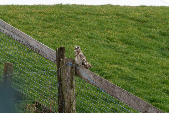 An owl yawning while sitting on a fence in a grassy field.