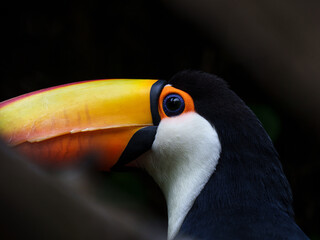 A close-up portrait of a toucan with a large beak © Daan Klein