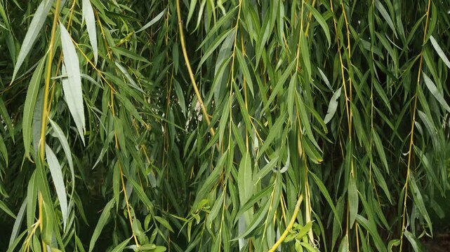 Green leaves background or the naturally walls texture