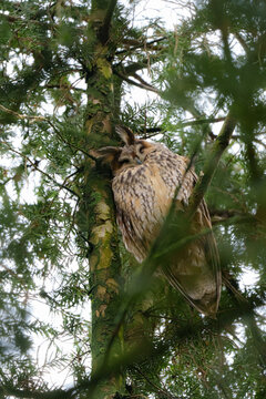 A long-eared owl sleeping with its head rested agains the tree.
