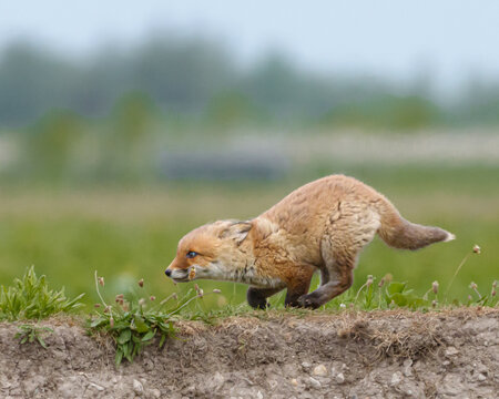 A fluffy orange baby fox in action.