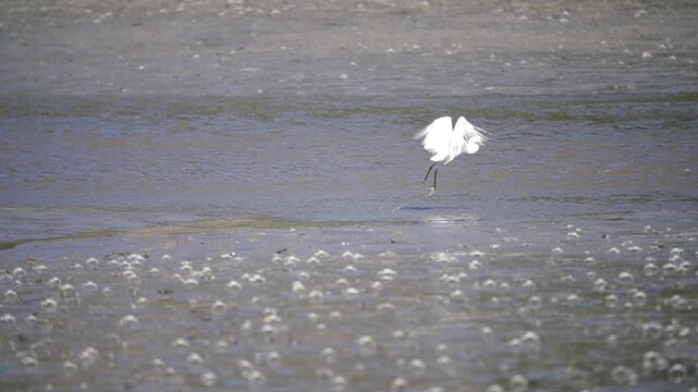 Egret Heron White Egret Tidal Flat Wetland Marine Life Wildlife Korea 백로 중대백로 쇠백로 갯벌 습지 해양생물 야생동물 한국