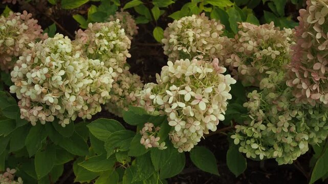 Pink and purple hydrangeas display in a garden