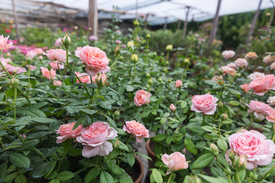 Beautiful Pink Roses Blooming in a Plant Nursery