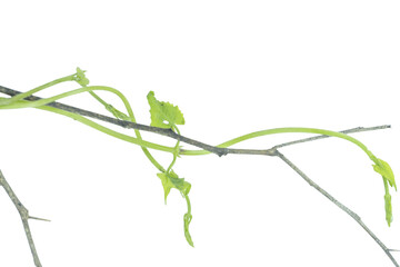 Green vine tendrils and branches reaching across png background © BEST
