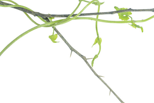 Green vine tendrils and branches intertwined on png background