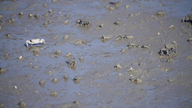 Mudskipper Mudskipper Fish Blue Spotted Mudskipper Tidal Flat Mudflat Marine Life Wildlife Korea 짱뚱어 짱뚱어물고기 갯벌짱뚱어 갯벌 갯벌생물 해양생물 야생동물 서해안갯벌 한국