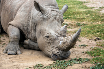 Rhinoceros resting with head on the ground. © Norman