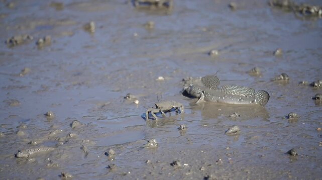 Mudskipper Mudskipper Fish Blue Spotted Mudskipper Tidal Flat Mudflat Marine Life Wildlife Korea 짱뚱어 짱뚱어물고기 갯벌짱뚱어 갯벌 갯벌생물 해양생물 야생동물 서해안갯벌 한국