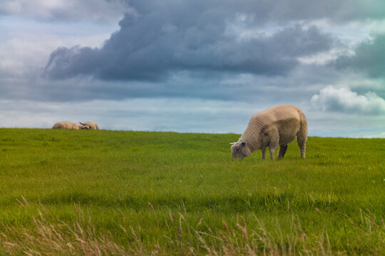Sheep grazing in a field