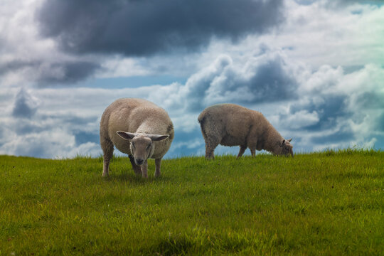 Sheep grazing in a field