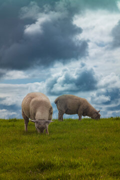 Sheep grazing in a field