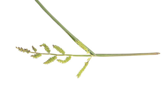 Close-up of barnyard grass seed head on png background for agriculture study