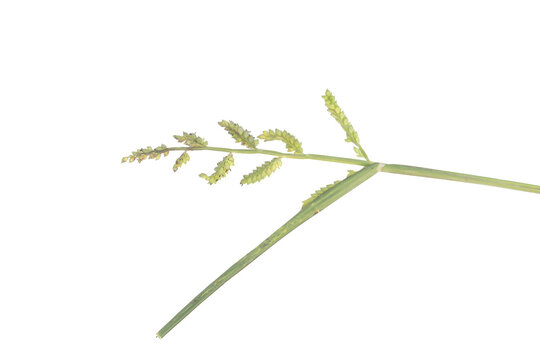 Echinochloa crus-galli plant seed head on png background for botanical studies