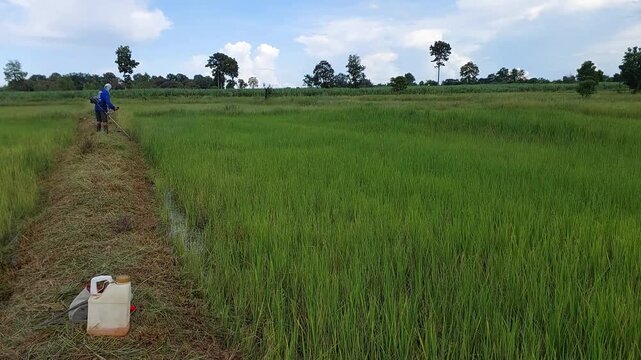 Farmer Cutting Grass Along a Green Rice Field with a Brush Cutter