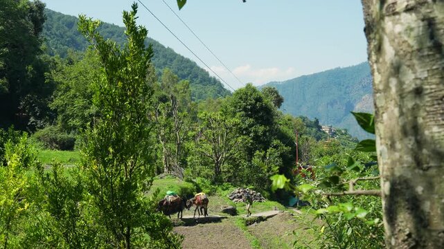 Pack mules carrying supplies on a mountain trail near Kedarnath Temple in Rudraprayag Uttarakhand