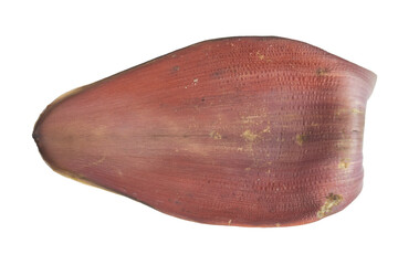 Reddish banana flower bract on png background isolated whole © BEST