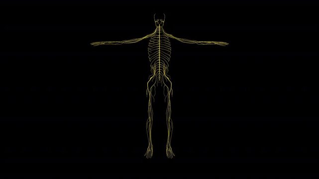 Human Skeleton Anatomy Animation Isolated on Alpha Channel for Medical and Educational Video