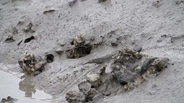 Goby Fish Mud Goby Tidal Flat Mudflat Marine Life Wildlife Korea 망둑어 망둥어 문절망둑 갯벌망둑 갯벌 갯벌생물 해양생물 야생동물 서해안갯벌 한국