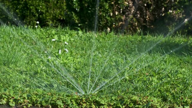 Rotating sprinkler sprays fine water streams over a sunlit green lawn in a seamless 4K loop, creating a fresh summer garden scene. Clockwise rotating jets, sparkling droplets and natural vegetation pr