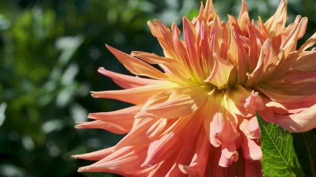 Close view of a vibrant orange dahlia flower in bright summer sunlight, with layered petals, green foliage and a softly blurred garden background in a seamless 4K loop. Warm colors and detailed textur