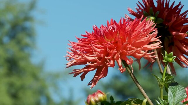 Orange dahlia flowers bloom against a clear blue summer sky in a seamless 4K loop, with sharply detailed petals, green foliage and unopened buds. Bright natural sunlight and open negative space create