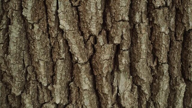 Wood texture. The surface of an old aspen tree in a park near a pond.